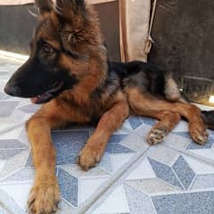 German Shepherd 7 months