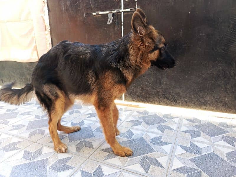 German Shepherd 7 months 2