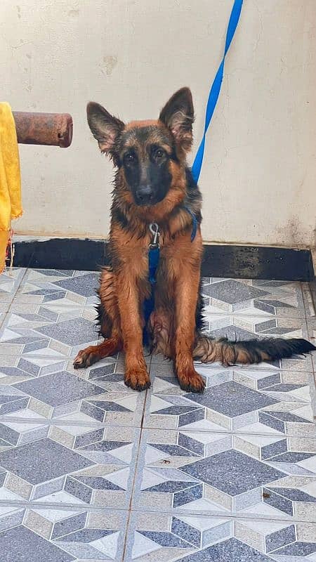 German Shepherd 7 months 6