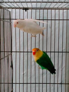 parblue Fishei Male albino red eyes female and 1 coman latino pair