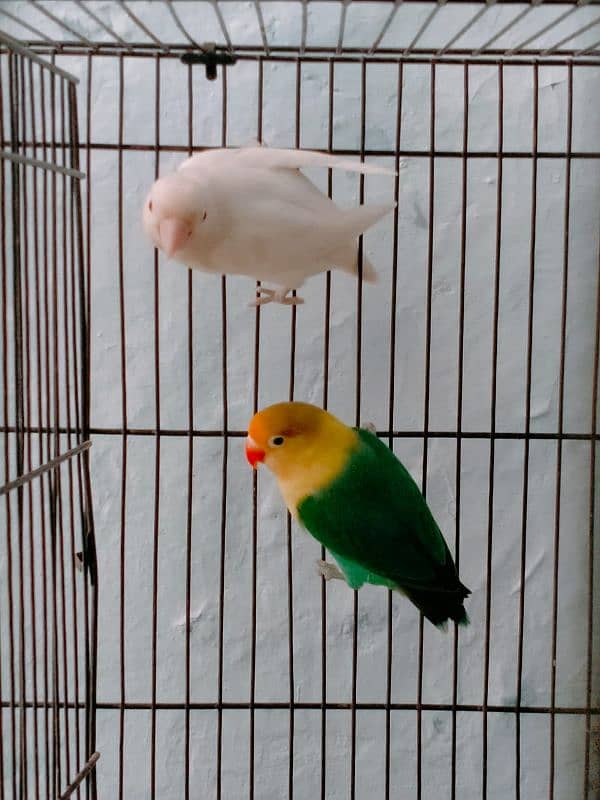 parblue Fishei Male albino red eyes female and 1 coman latino pair 7