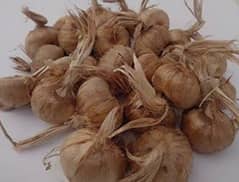 Premium Quality Saffron bulbs in lahore