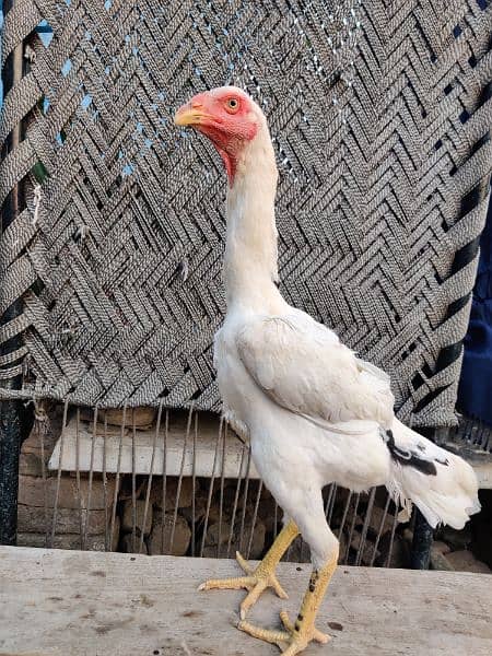 Pure Oh Shamo Aseel 1 male and 2 females for sale 4