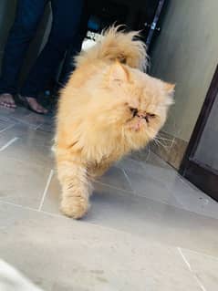 Persian_peki_peke_face