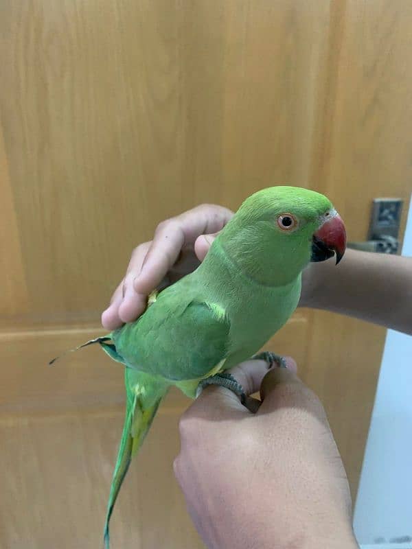 Green Parrot 2