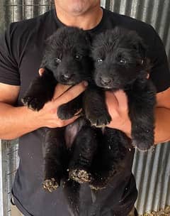 Black shepherd puppies