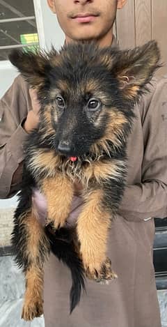 Pure Double Coat German Shepherd Pups for Sale