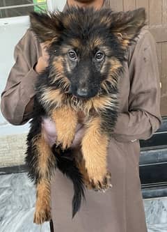 Pure Double Coat German Shepherd Pups for Sale