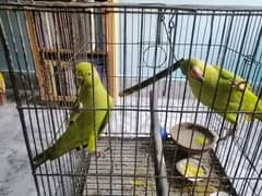 Kashmiri parrots, 3months old