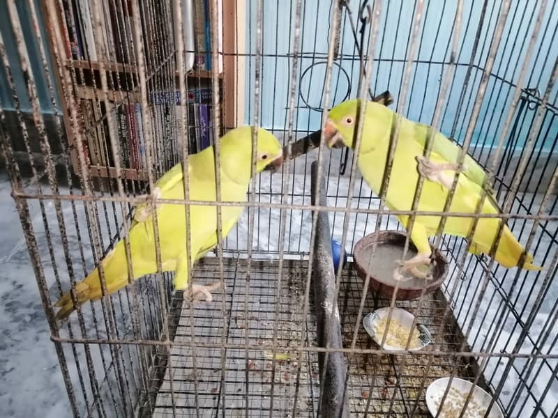 Kashmiri parrots, 3months old 1