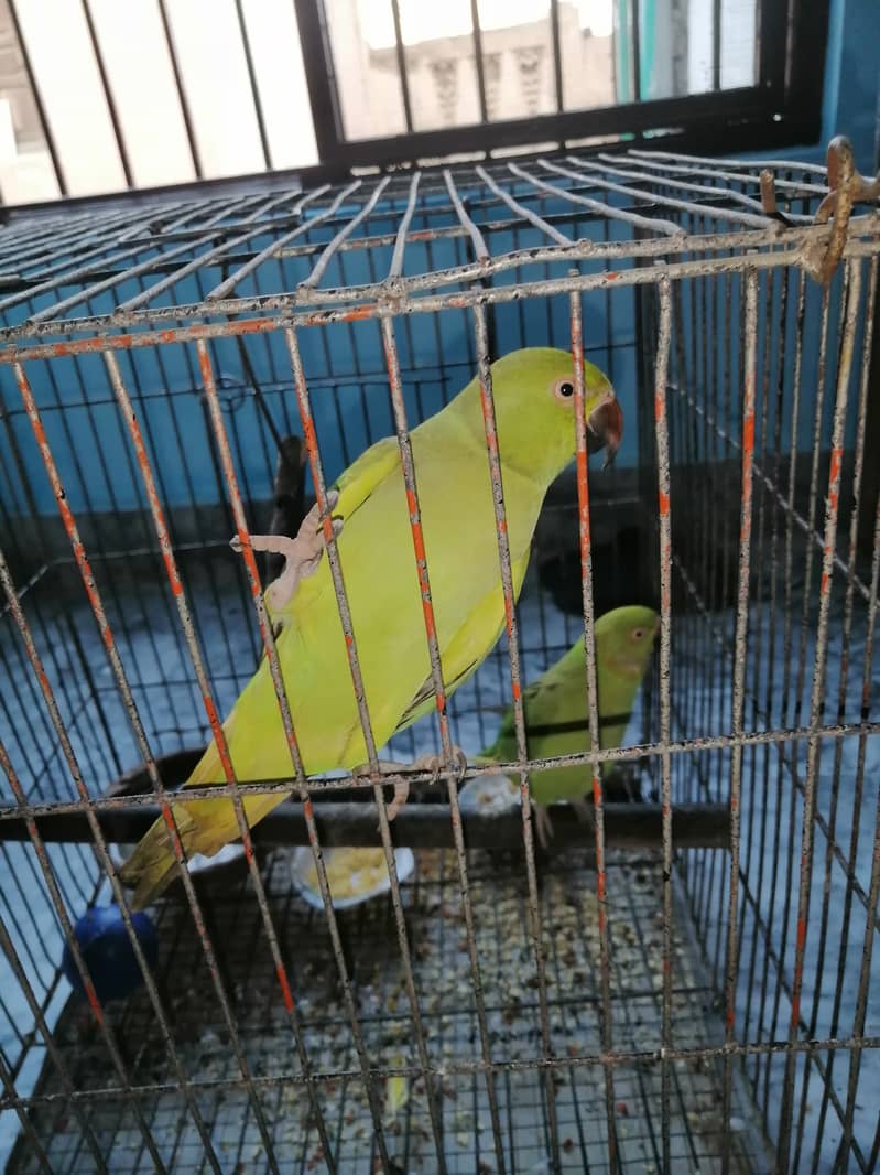 Kashmiri parrots, 3months old 2