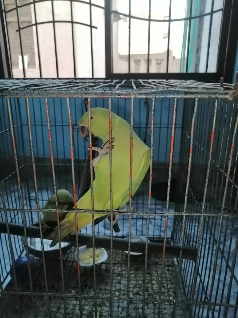 Kashmiri parrots, 3months old 3