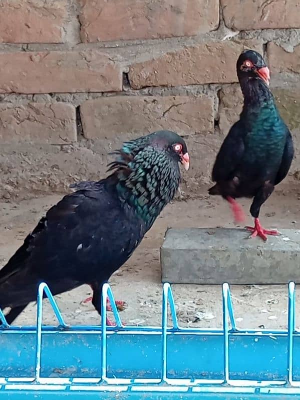 pigeons for sale 2