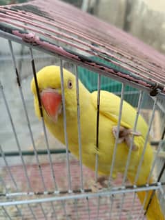 yellow parrot