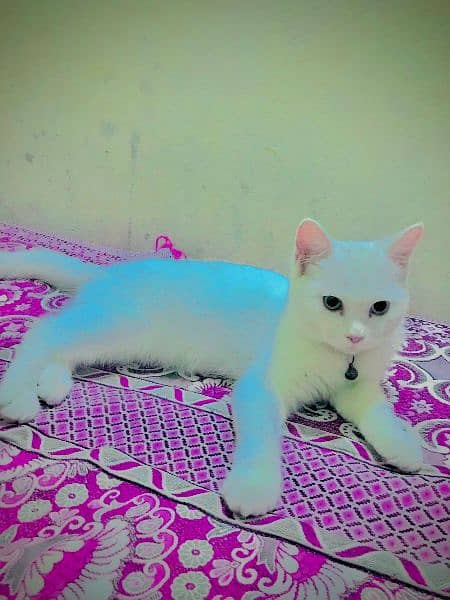 persian female cat 1