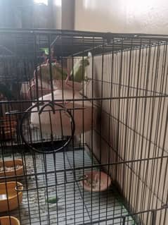 Ringneck breeding pair