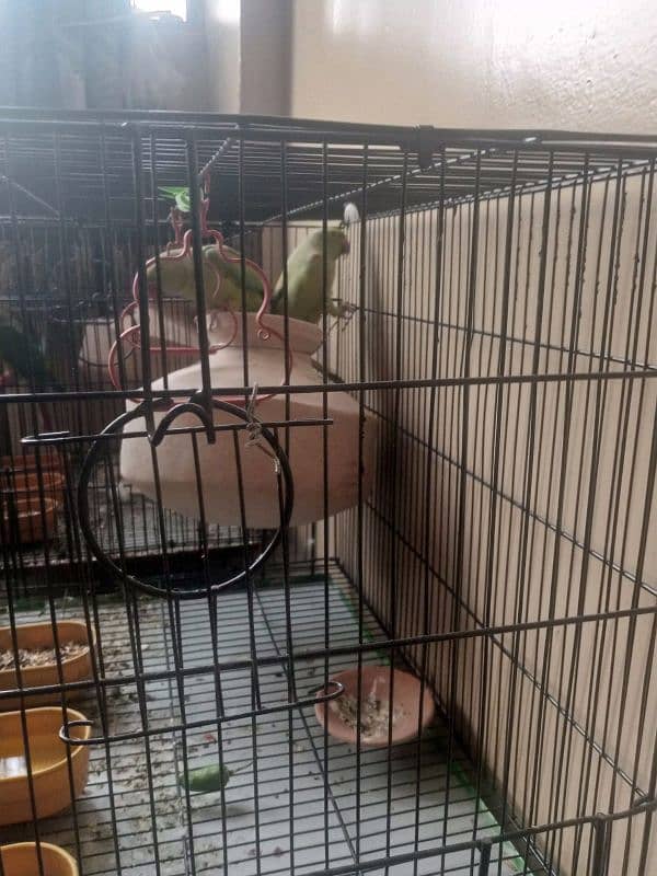 Ringneck breeding pair 0