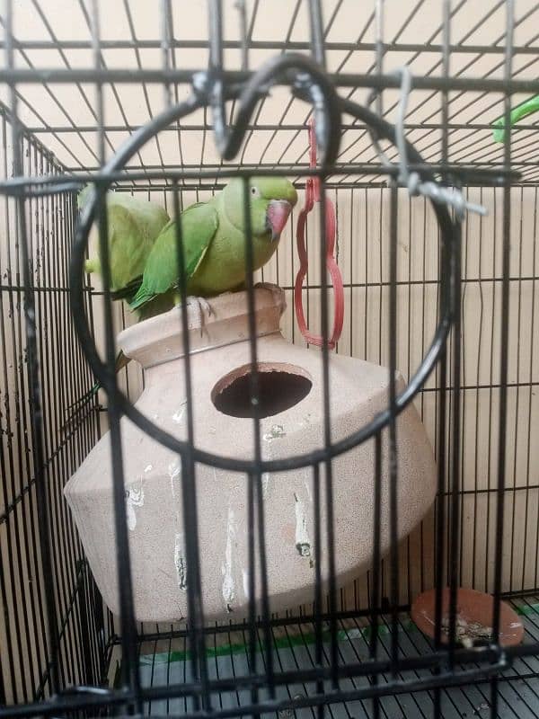 Ringneck breeding pair 1