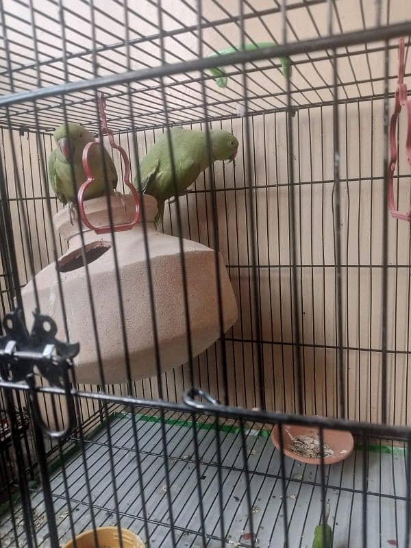 Ringneck breeding pair 2