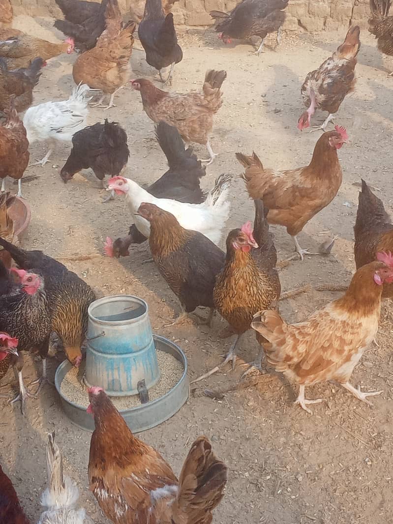 Desi hens for eggs in Jhelum fully vicinited for sale 6