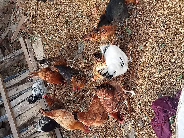 Desi hens for eggs in Jhelum fully vicinited for sale 7