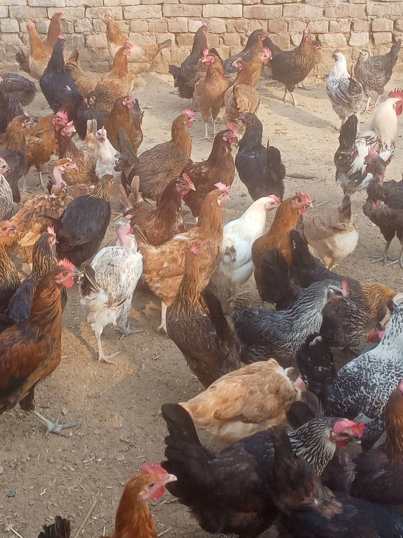 Desi hens for eggs in Jhelum fully vicinited for sale 8