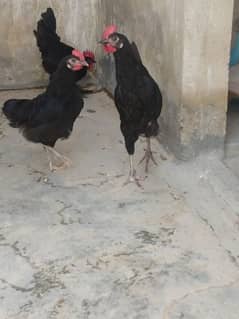 Australorp chicks