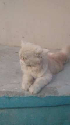 Persian Cat Punch Face Age 8 Month Fone Colour ( Location Ayesha Manz