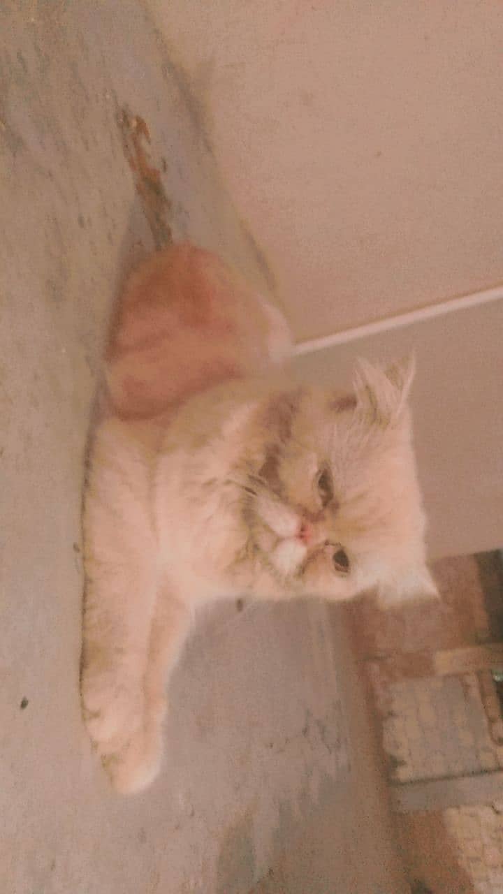 Persian Cat Punch Face Age 8 Month Fone Colour ( Location Ayesha Manz 1