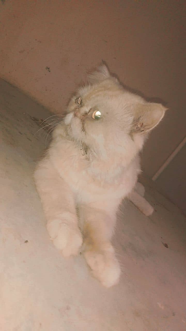 Persian Cat Punch Face Age 8 Month Fone Colour ( Location Ayesha Manz 3