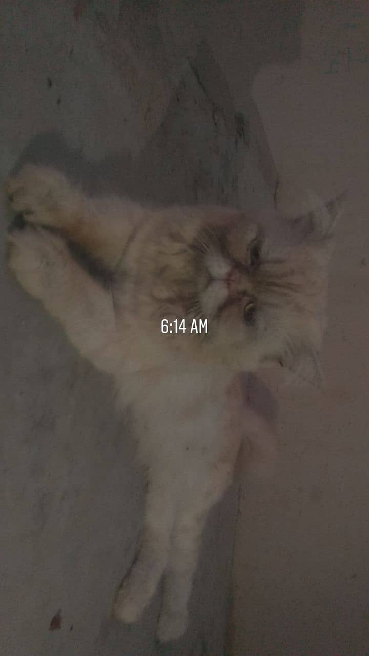 Persian Cat Punch Face Age 8 Month Fone Colour ( Location Ayesha Manz 4