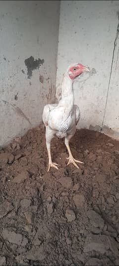 aseel heera breed light brown tail 0