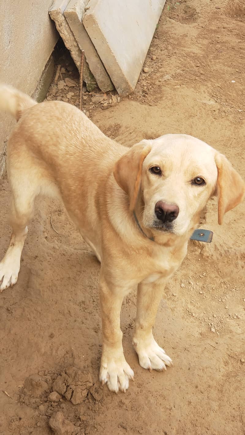 FEMALE LABRADOR FOR SALE 1