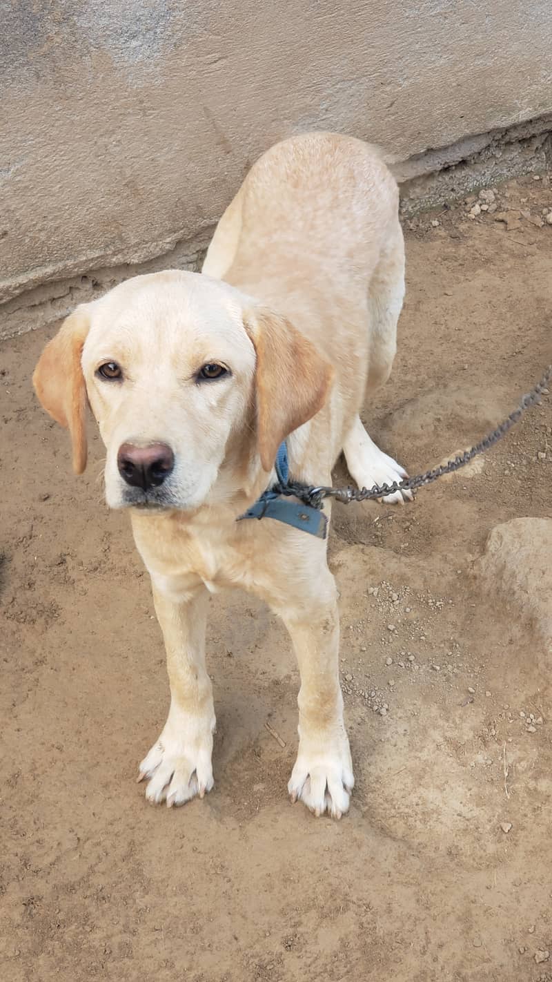 FEMALE LABRADOR FOR SALE 2