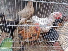 Heavy Buff, Ayam cemani,Golden sebright chicks for sale