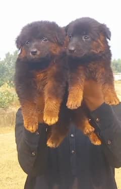 German shepherd puppies for sale / puppy / GSD pup / german shepherd