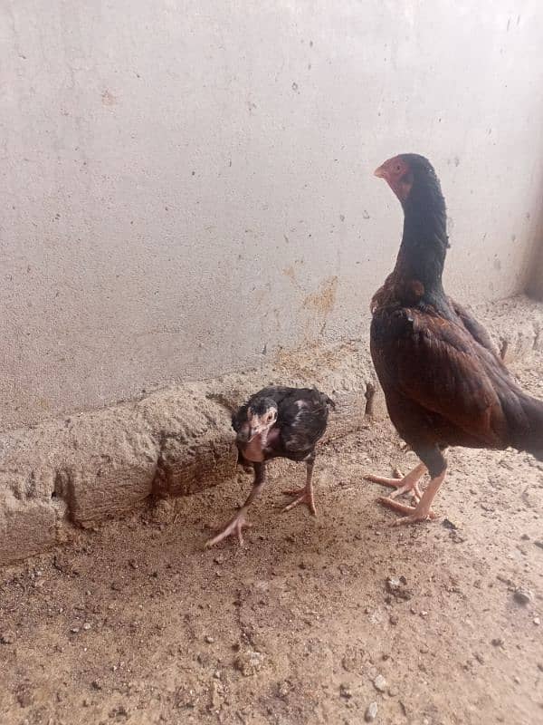 zero size mianwali Aseel murgi with one chick 1