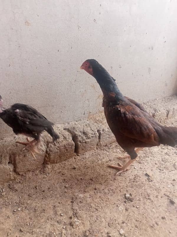 zero size mianwali Aseel murgi with one chick 2