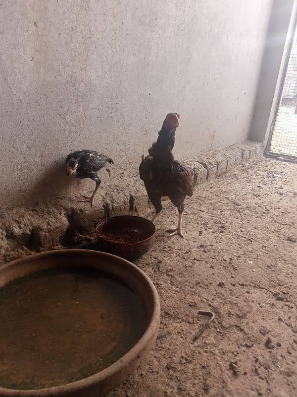 zero size mianwali Aseel murgi with one chick 3