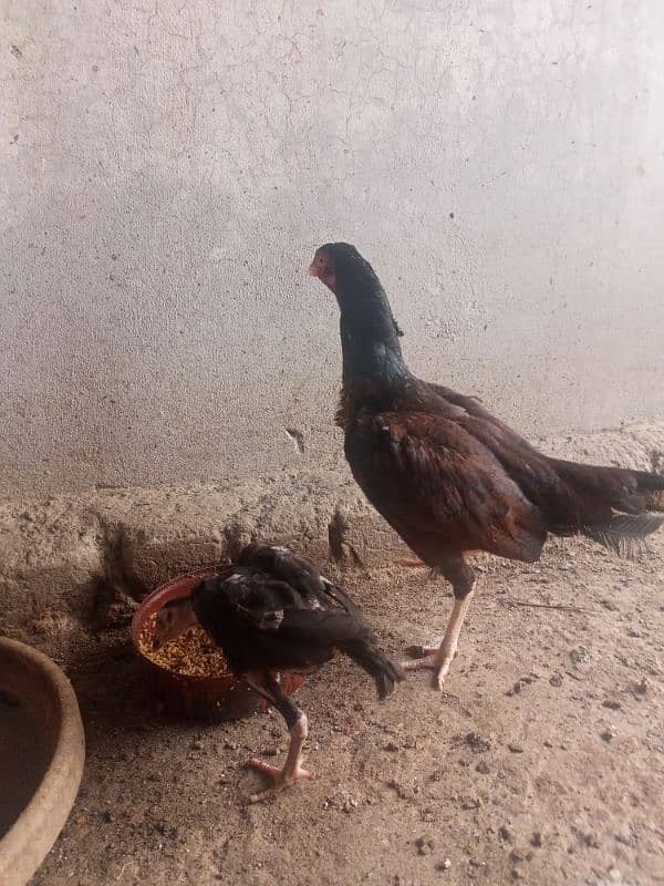 zero size mianwali Aseel murgi with one chick 4