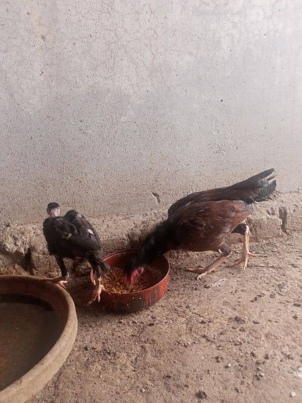 zero size mianwali Aseel murgi with one chick 5