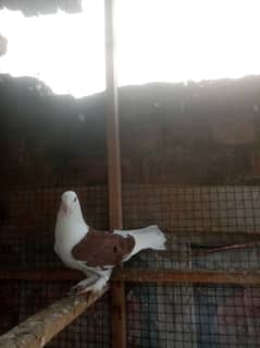 sharazi for sale white is male Jo k pure sharazi h original