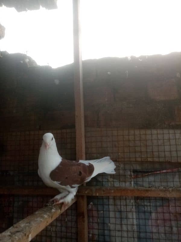 sharazi for sale white is male Jo k pure sharazi h original 0