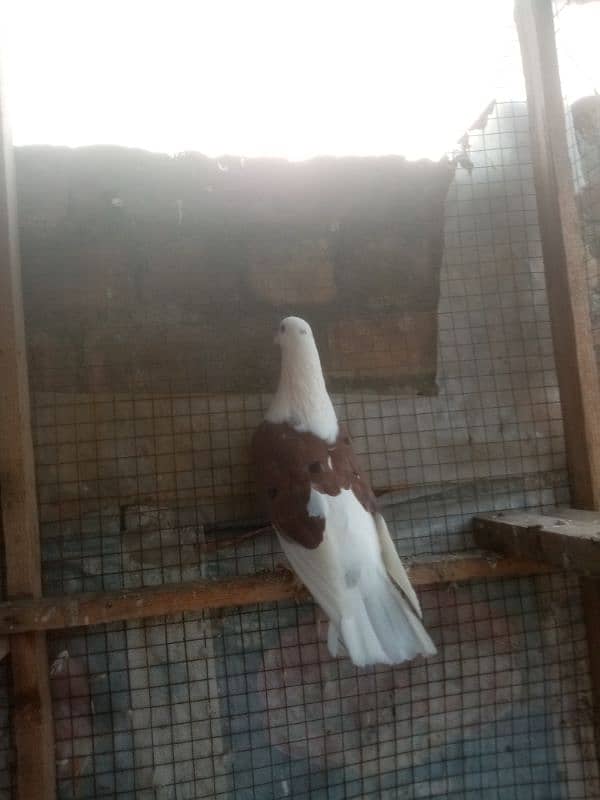 sharazi for sale white is male Jo k pure sharazi h original 1