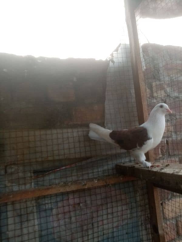 sharazi for sale white is male Jo k pure sharazi h original 4