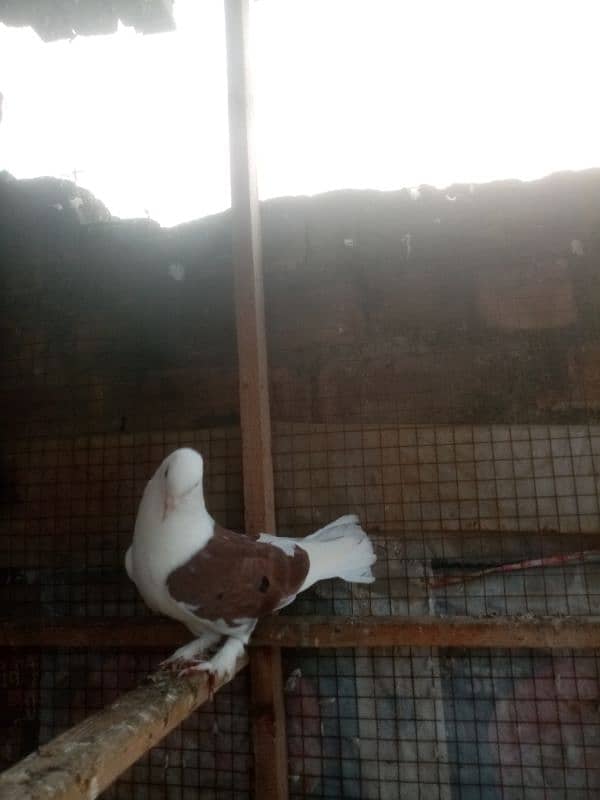 sharazi for sale white is male Jo k pure sharazi h original 7