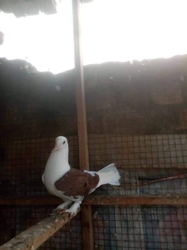 sharazi for sale white is male Jo k pure sharazi h original 10