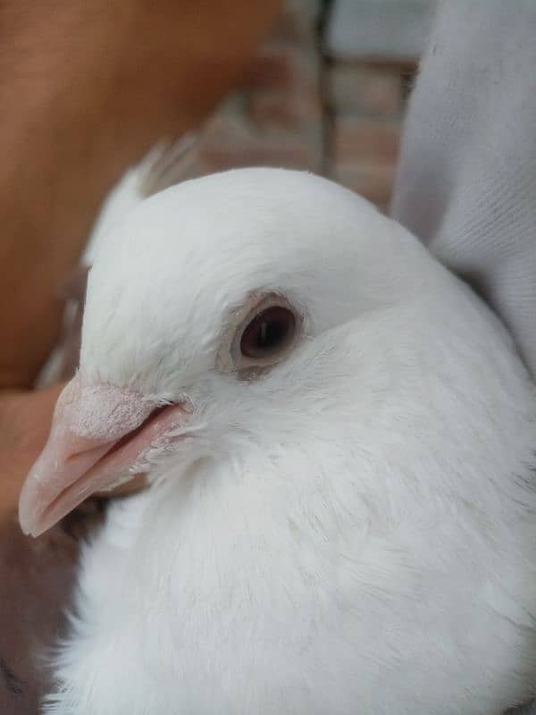 sharazi for sale white is male Jo k pure sharazi h original 13