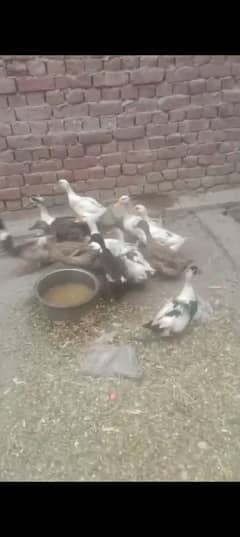 Desi Ducks for sale