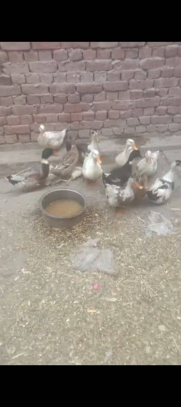 Desi Ducks for sale 1